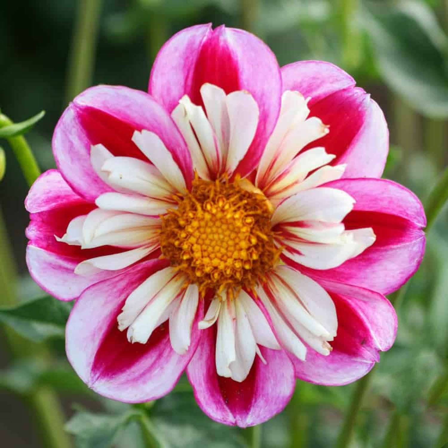 Dahlie 'Bumble Rumble'